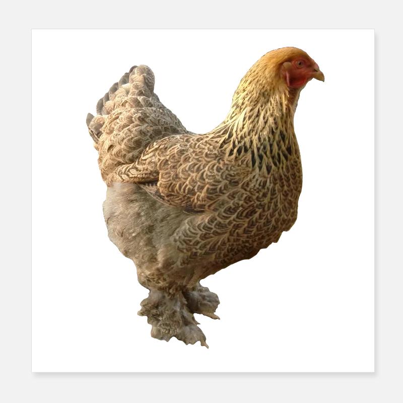 Huhn Poster 20x20 cm