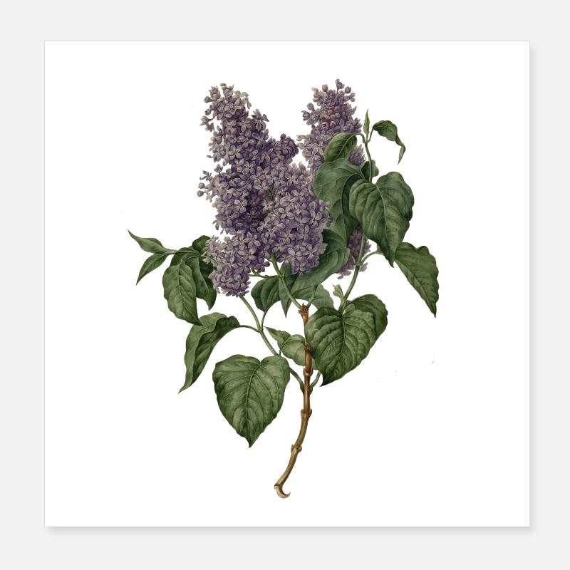 Lilas - lilas Poster 20 x 20 cm