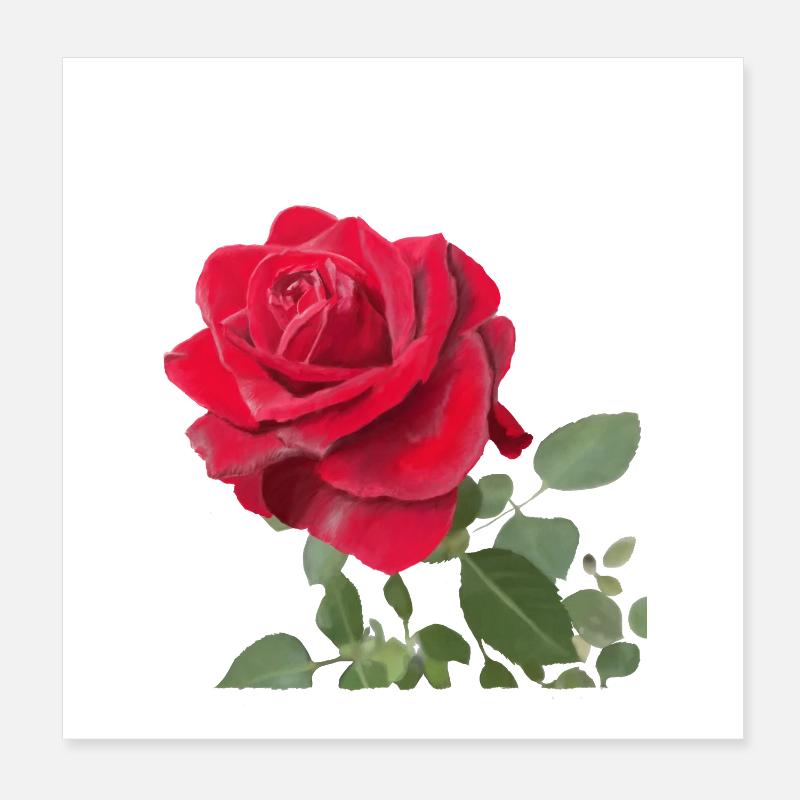 Rose rouge Poster 20 x 20 cm