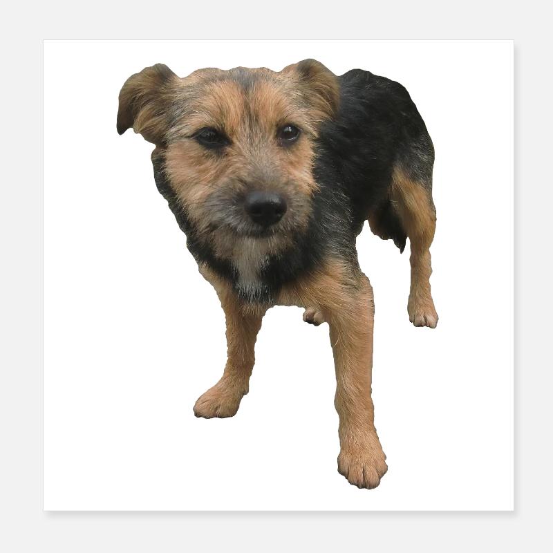 Chien Poster 20 x 20 cm