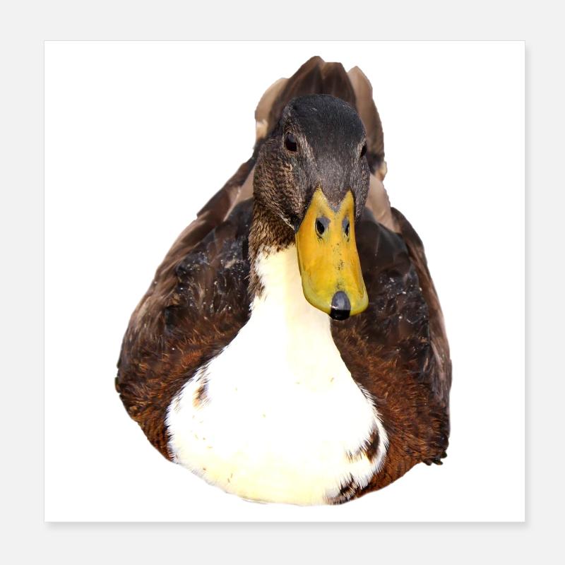 Canard Poster 20 x 20 cm