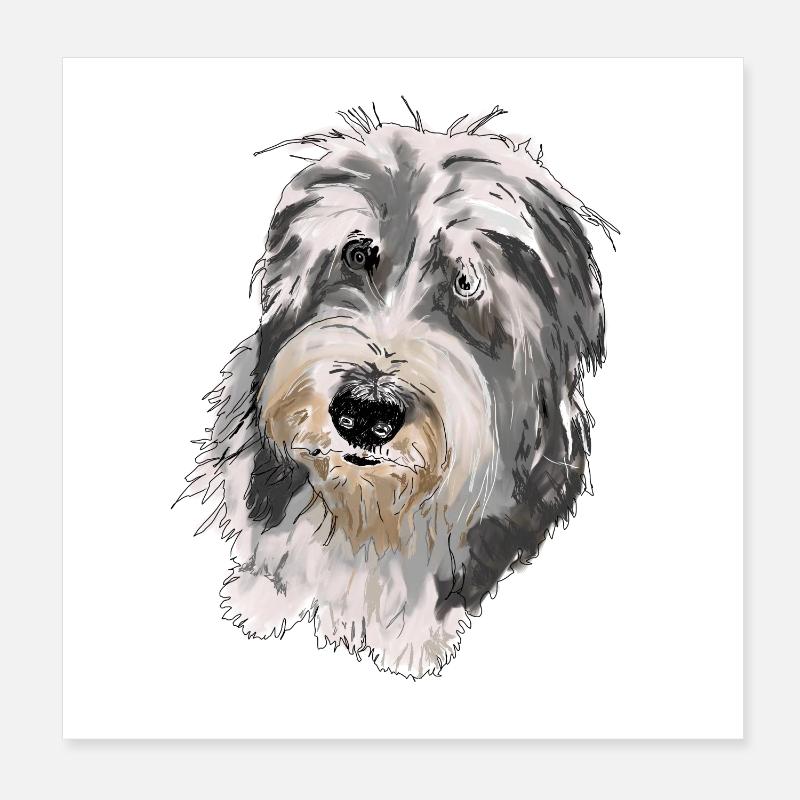 Bearded Collie Poster 8" x 8" (20x20 cm)