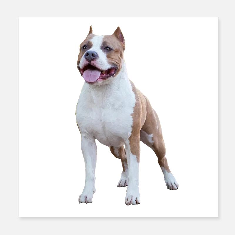 American Staffordshire Terrier Poster 8" x 8" (20x20 cm)