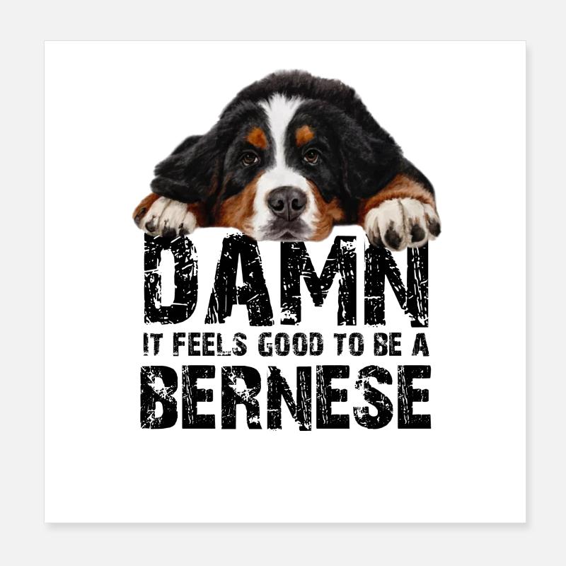 Bouvier bernois Poster 20 x 20 cm