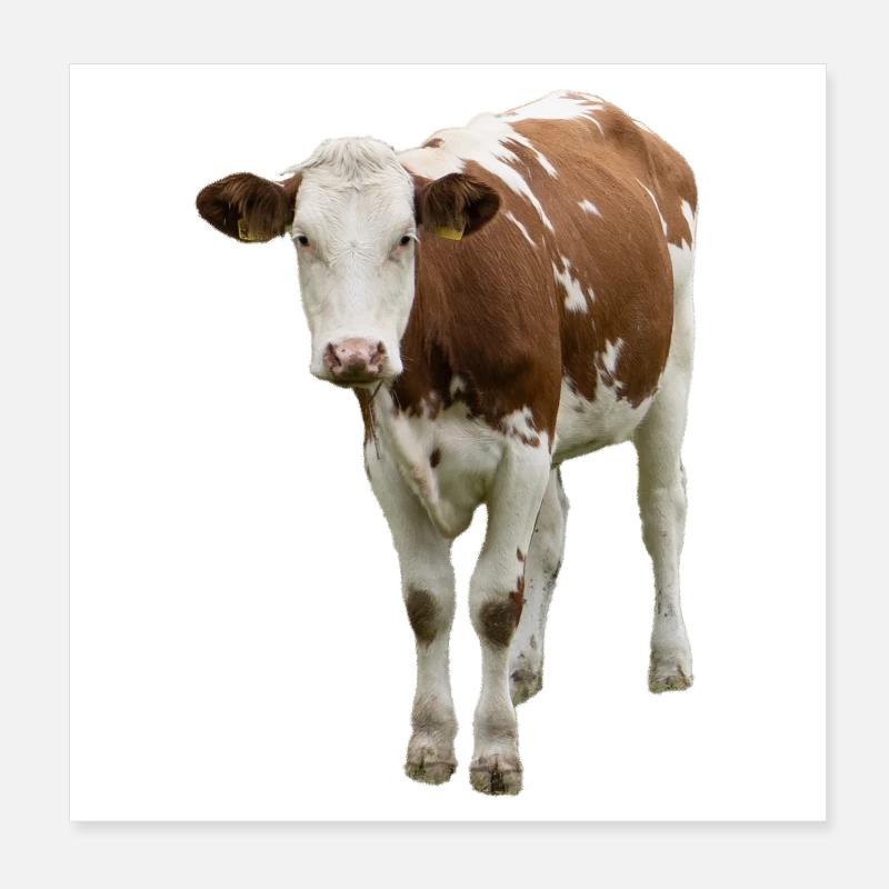 Kuh Poster 20x20 cm