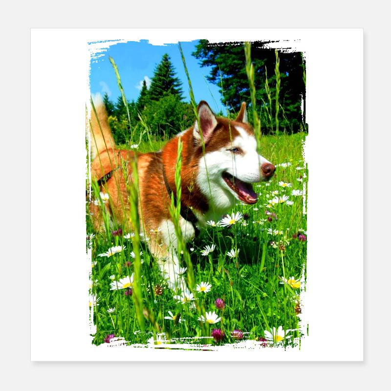 Husky dans un champ de fleurs Poster 20 x 20 cm
