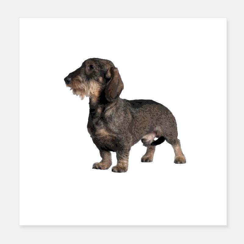 Rauhhaardackel - Poster 20 x 20 cm - blanc