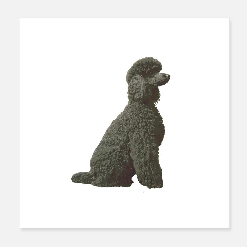 Caniche noir Poster 20 x 20 cm