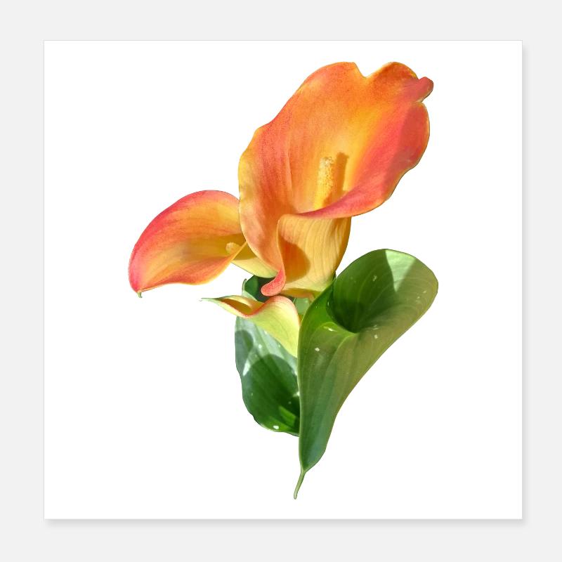 Magie de la Fleur de Calla d’Orange Poster 20 x 20 cm