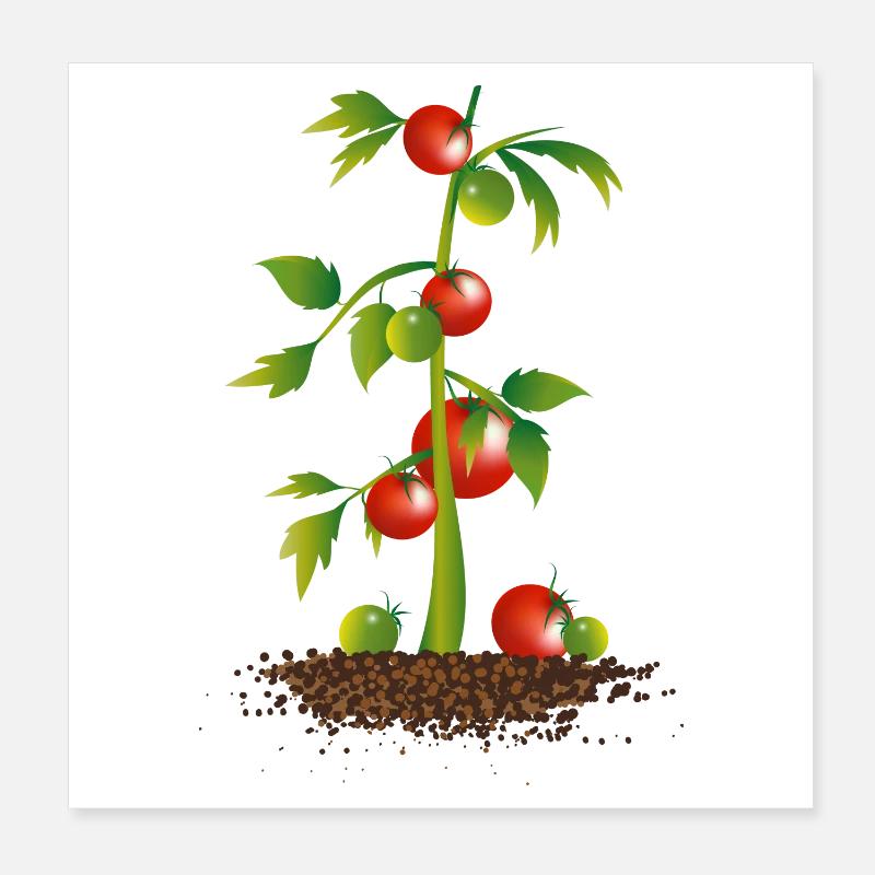 Plant de tomate Poster 20 x 20 cm