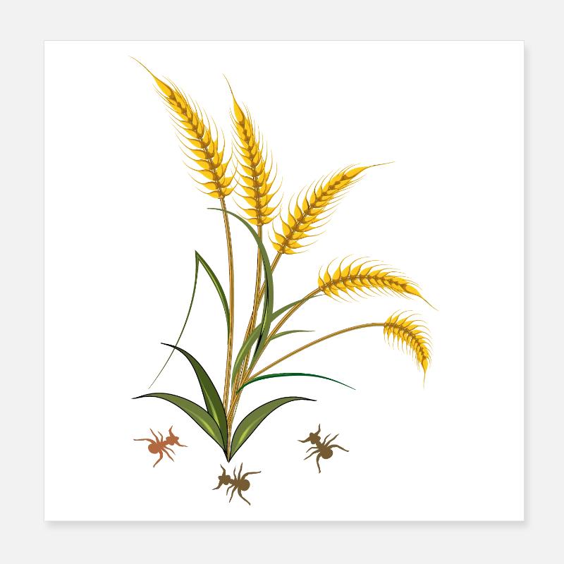 Épis de maïs avec fourmis Poster 20 x 20 cm