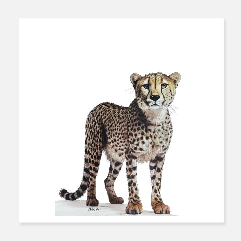 Cheetah - Gepard Poster 20x20 cm