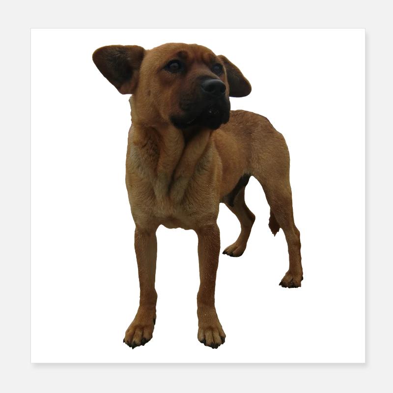 Dog Poster 8" x 8" (20x20 cm)