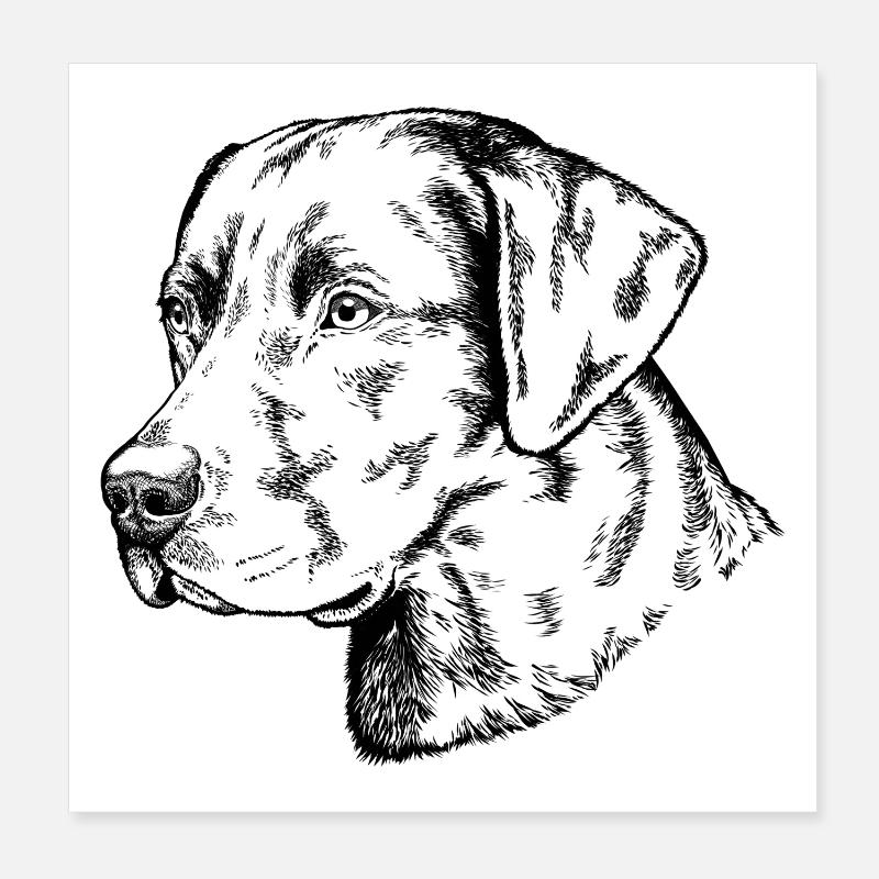 Retriever Portrait - Poster 20x20 cm - Weiß