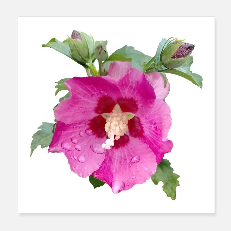 HIBISCUS ROSE Poster 20 x 20 cm