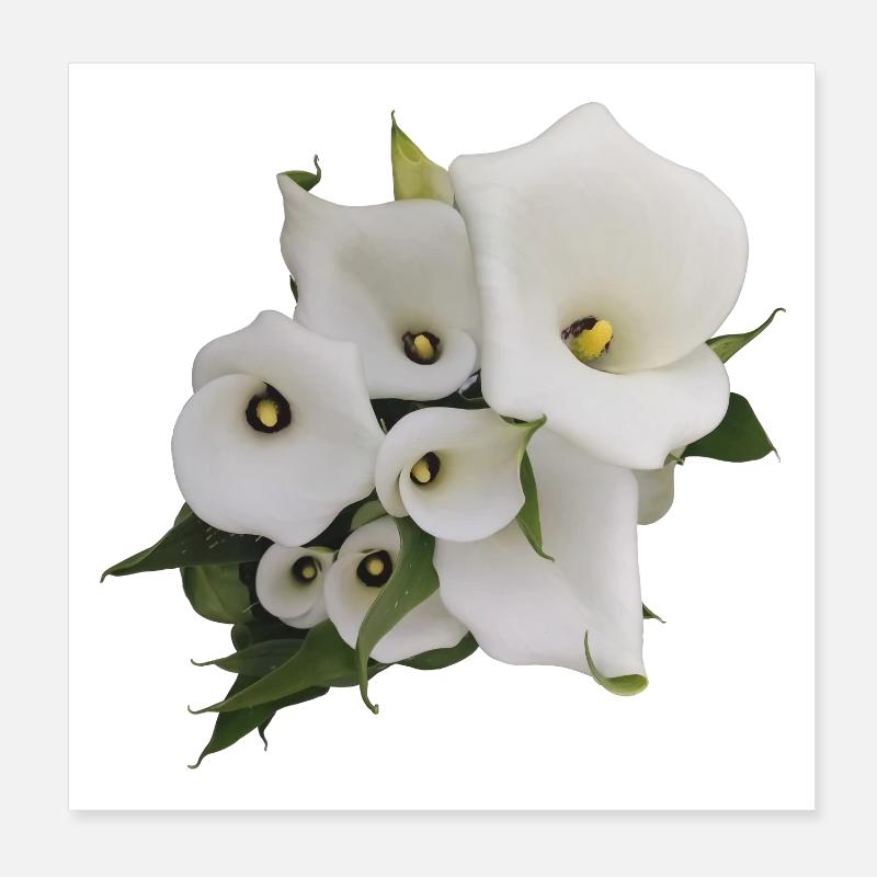 WEISSE CALLAS Poster 20x20 cm