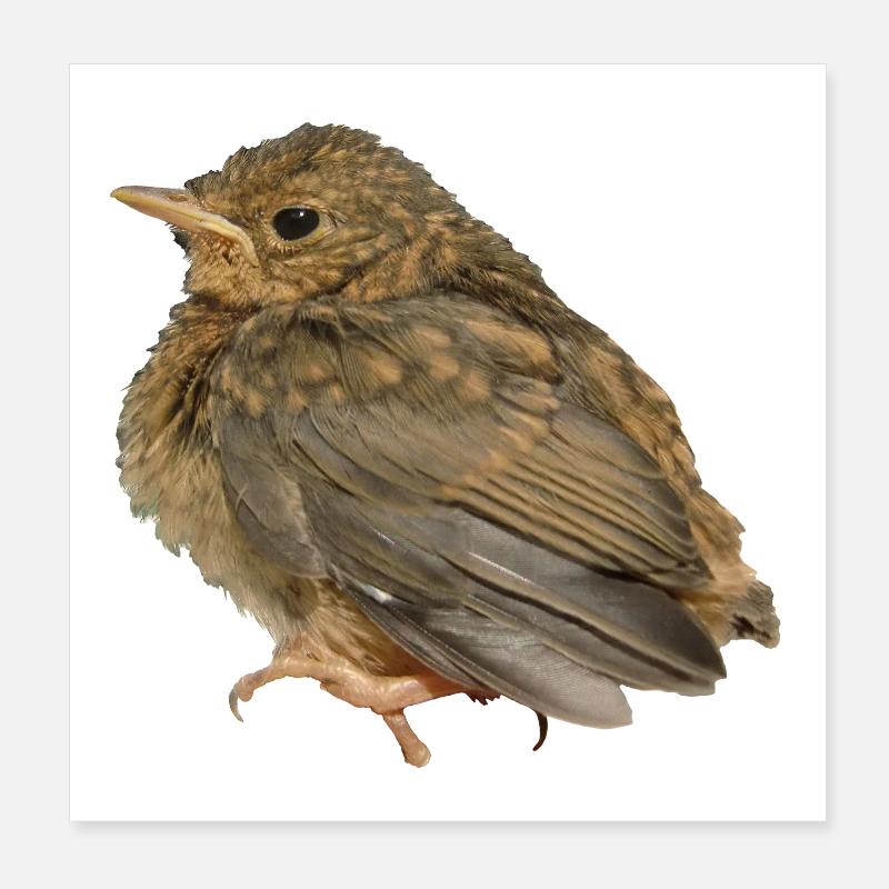 Succursale de Robin Poster 20 x 20 cm