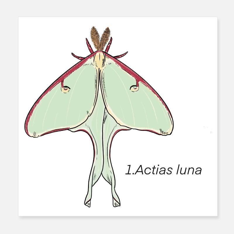 papillon Poster 20 x 20 cm