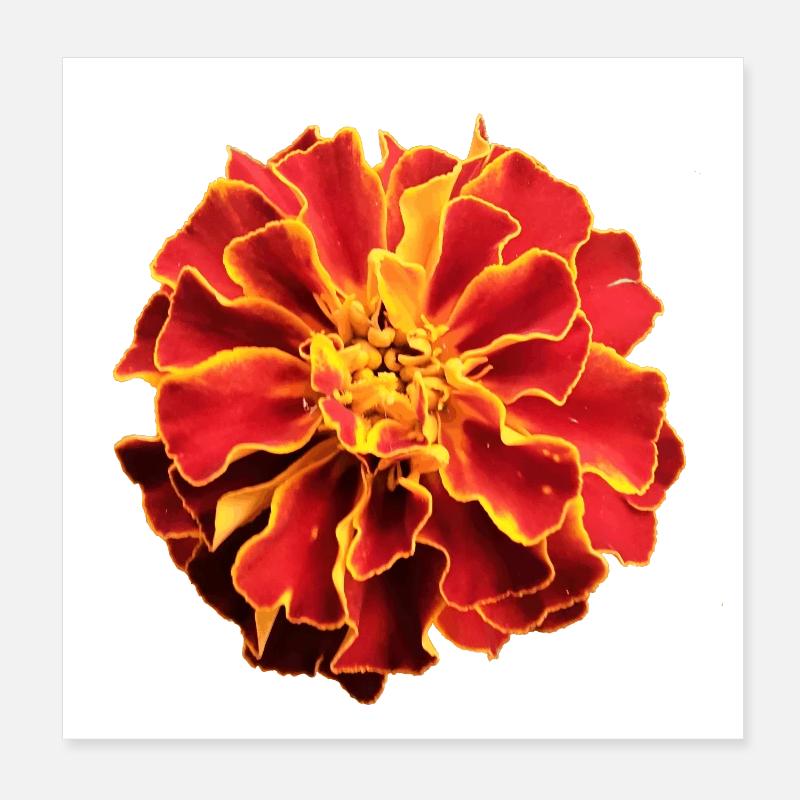 Tagetes Poster 20 x 20 cm