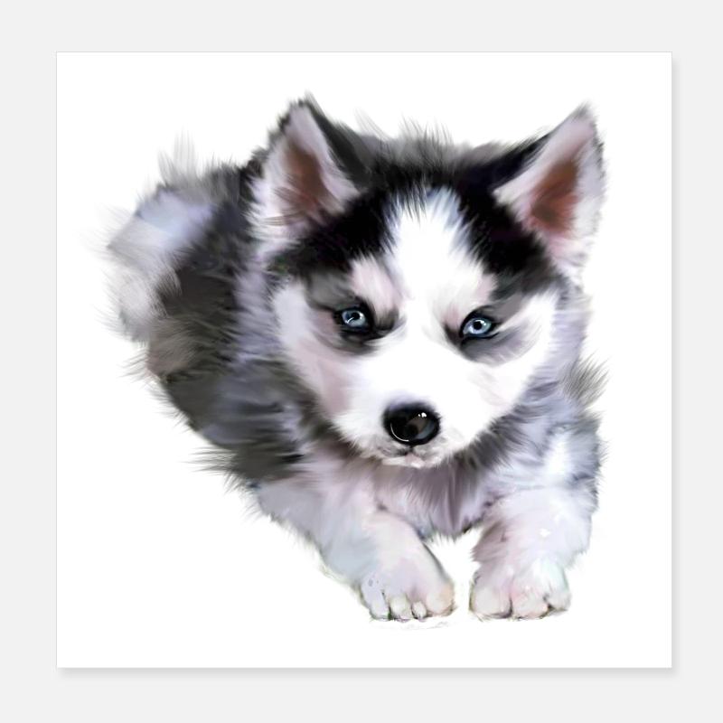 Chien, husky - Poster 20 x 20 cm - blanc