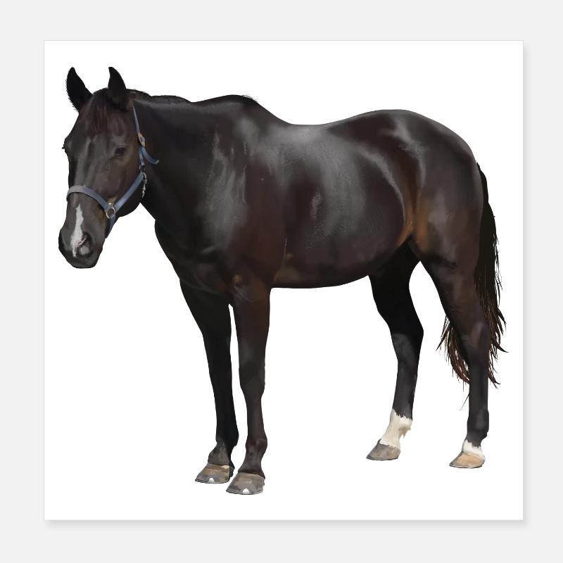 Pferd Poster 20x20 cm