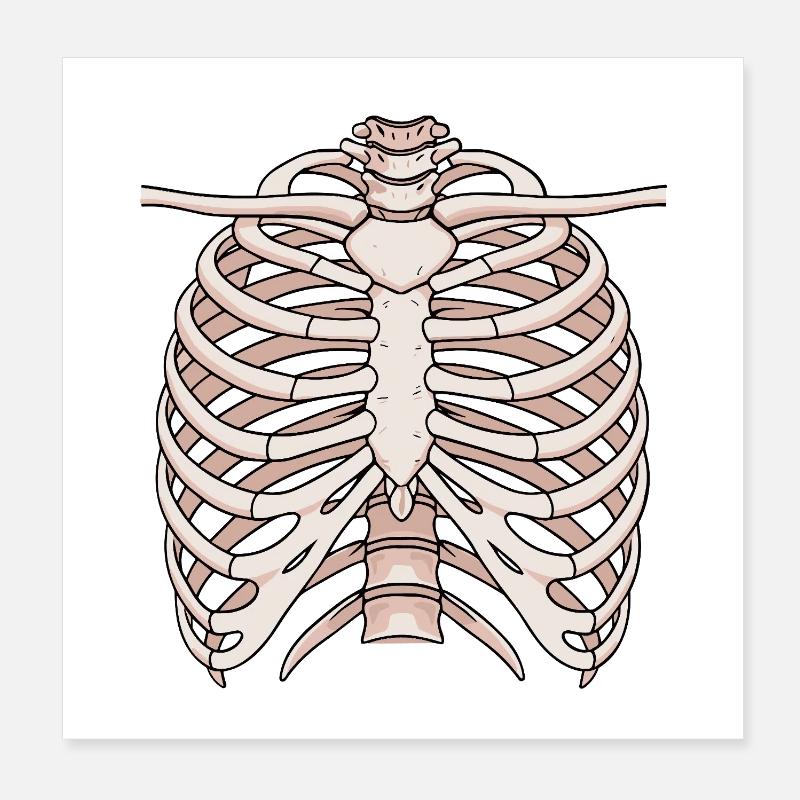 Anatomical sternum and rib structure Poster 8" x 8" (20x20 cm)