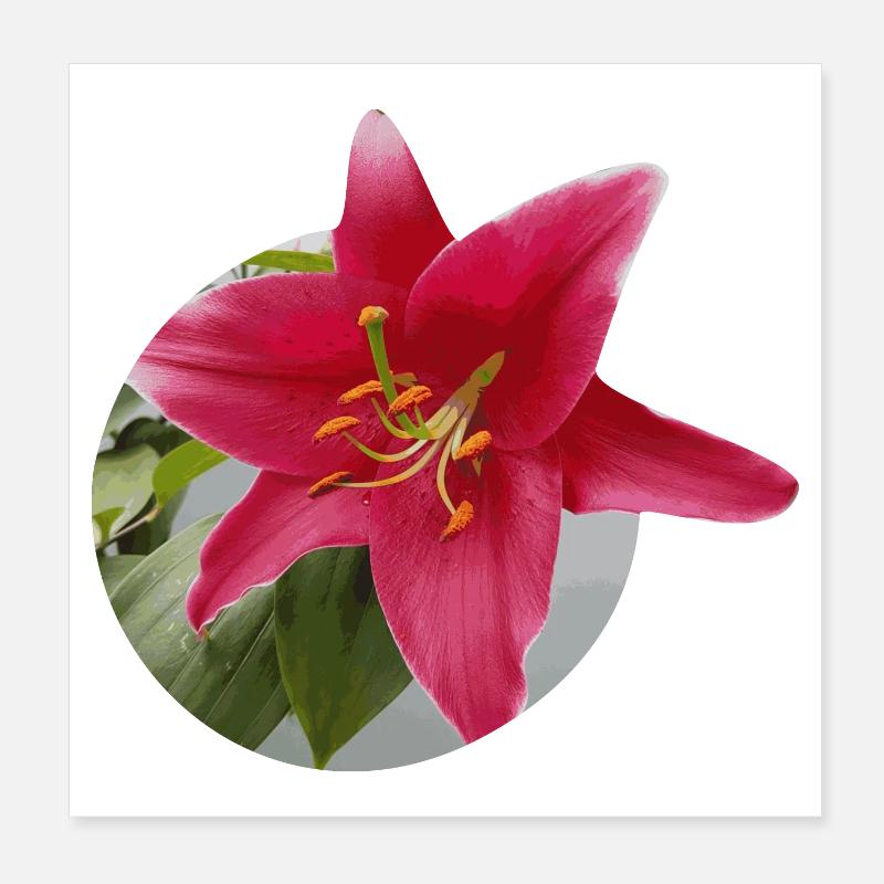 Lily2 Poster 20 x 20 cm