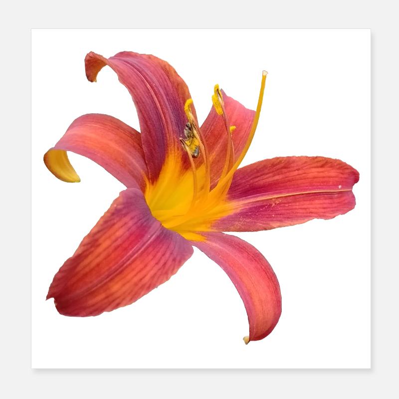 Explosion de couleurs Lilienfunken - Poster 20 x 20 cm - blanc