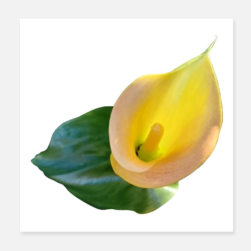 YELLOW CALLA LILY Poster 8" x 8" (20x20 cm)