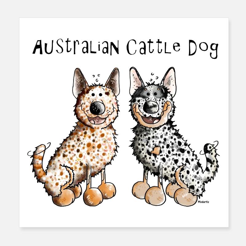 Deux Bouvier Australien - Australian Cattle Dog - Poster 20 x 20 cm - blanc