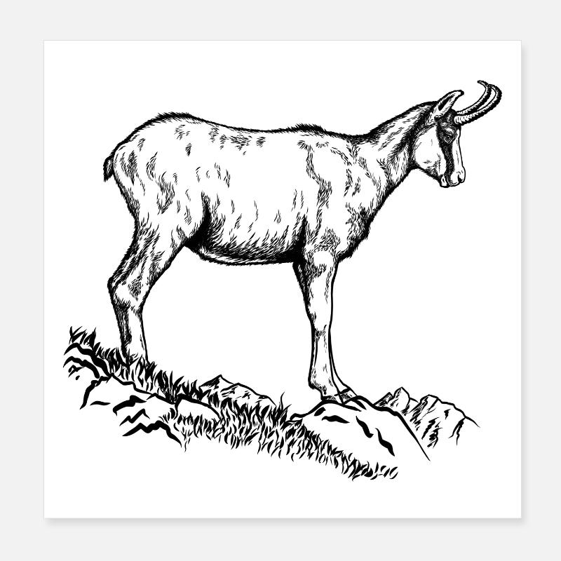 Chamois Poster 8" x 8" (20x20 cm)