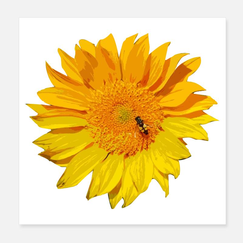 tournesol - Poster 20 x 20 cm - blanc