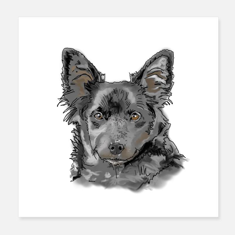 Australian Shepherd - Poster 20x20 cm - Weiß