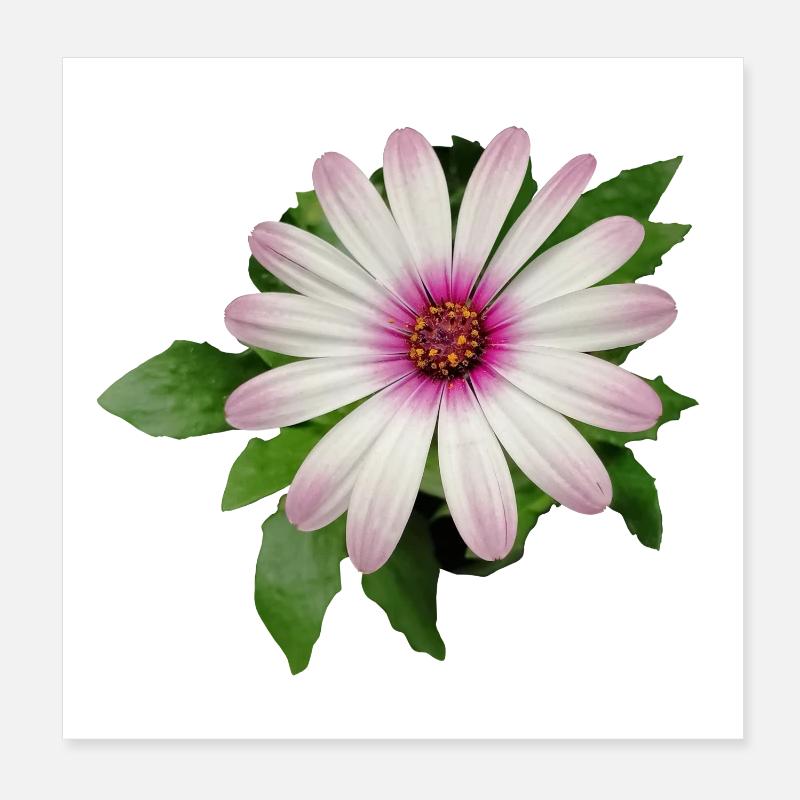 FLEUR DE PANIER DE CAPE VIOLETTE ET BLANCHE Poster 20 x 20 cm