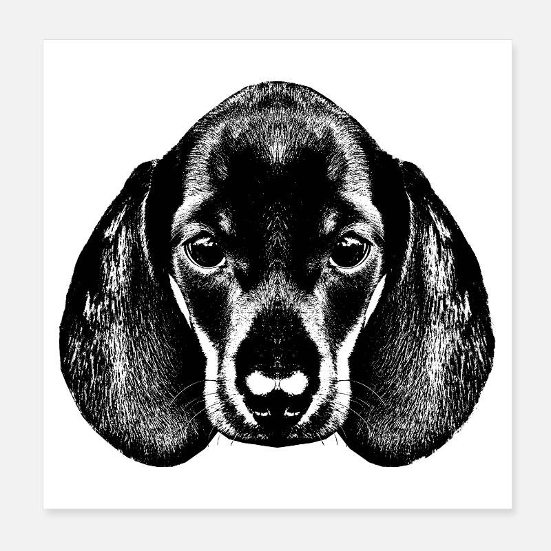 Teckel / Dackel / Dachshund / Portrait Poster 20x20 cm