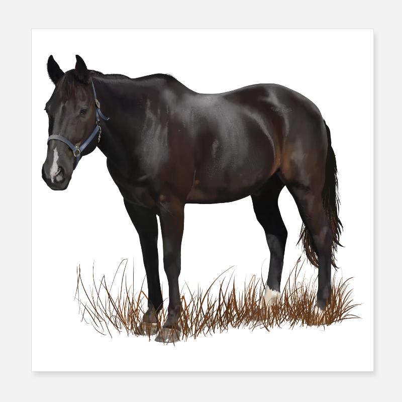 Pferd Poster 20x20 cm