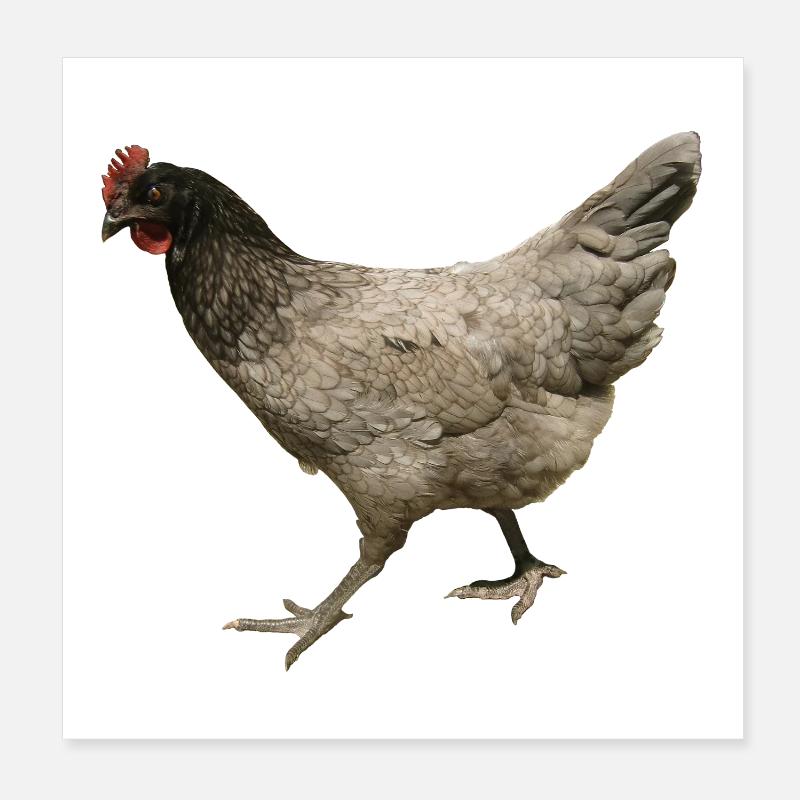 gray chicken Poster 8" x 8" (20x20 cm)