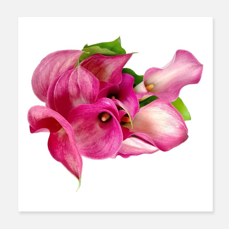 Lys Calla Poster 20 x 20 cm
