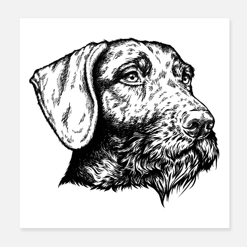 Deutsch Drahthaar Portrait - Poster 20x20 cm - Weiß