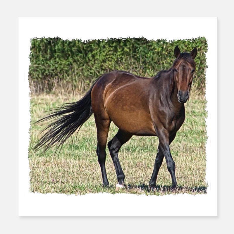 Cheval brun au pas dans une prairie Poster 20 x 20 cm