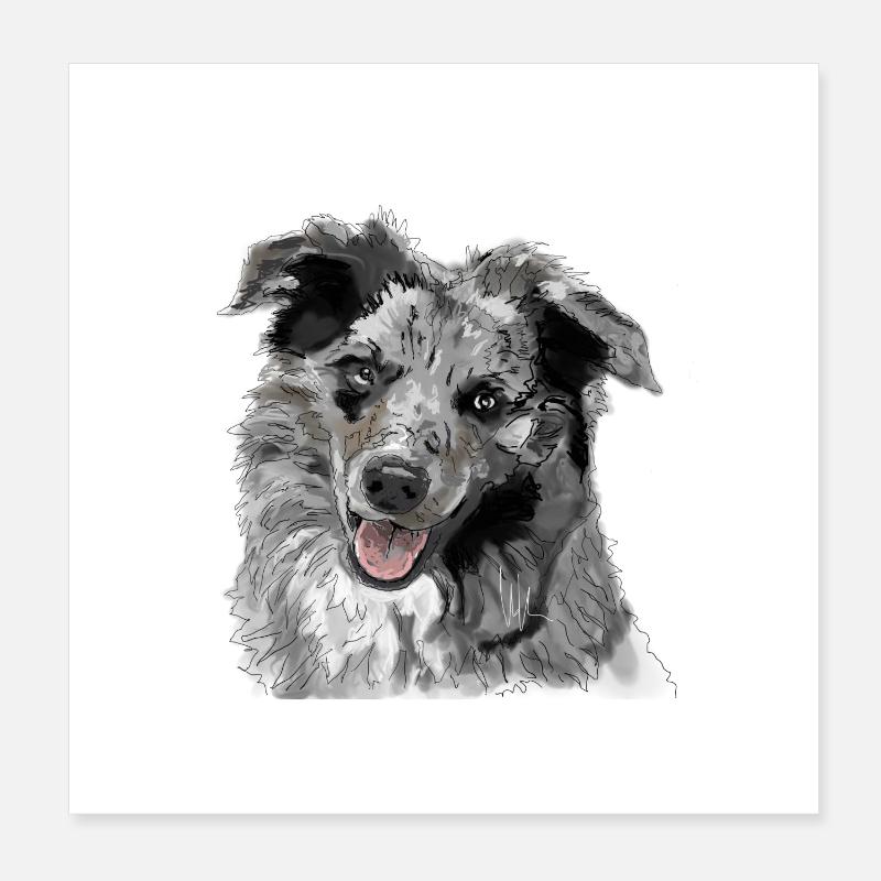 Australian Shepherd - Poster 20x20 cm - Weiß