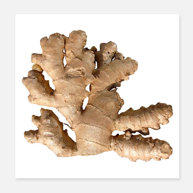 Ginger Poster 8" x 8" (20x20 cm)