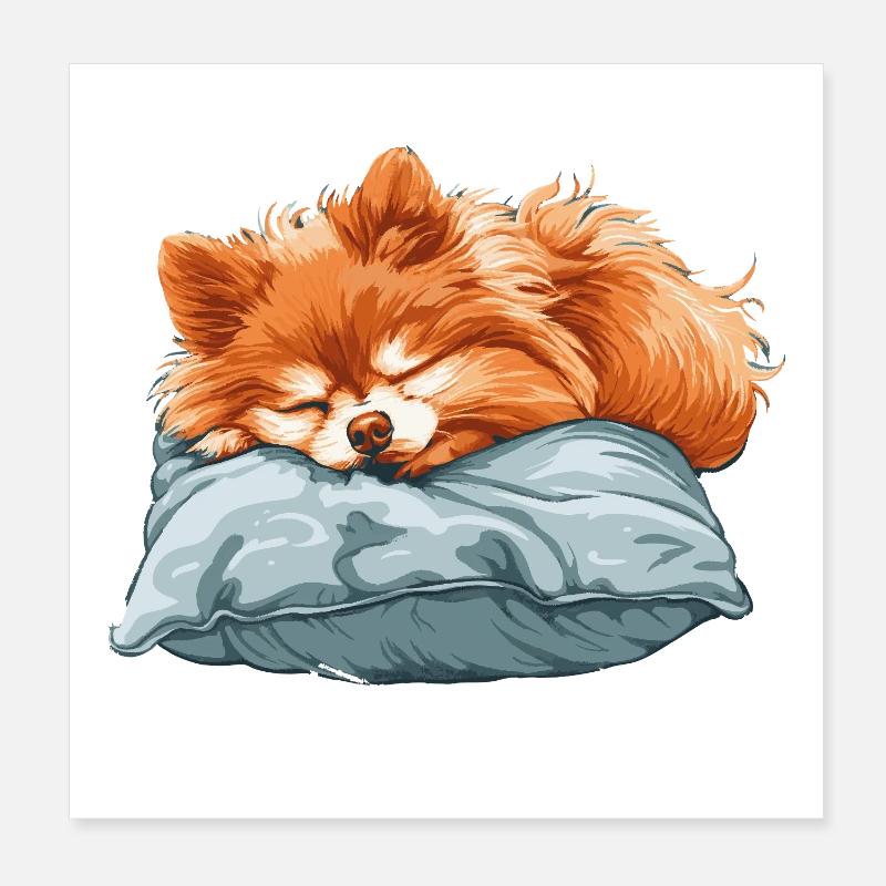 Spitz endormi sur un oreiller Poster 20 x 20 cm