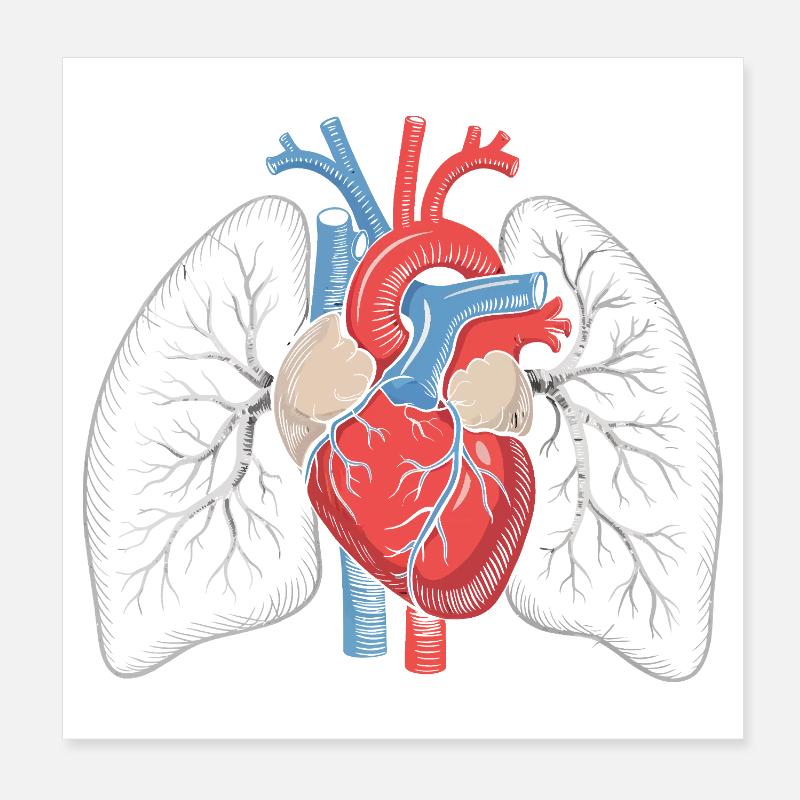 Estampe d’anatomie Cœur-Poumon Poster 20 x 20 cm