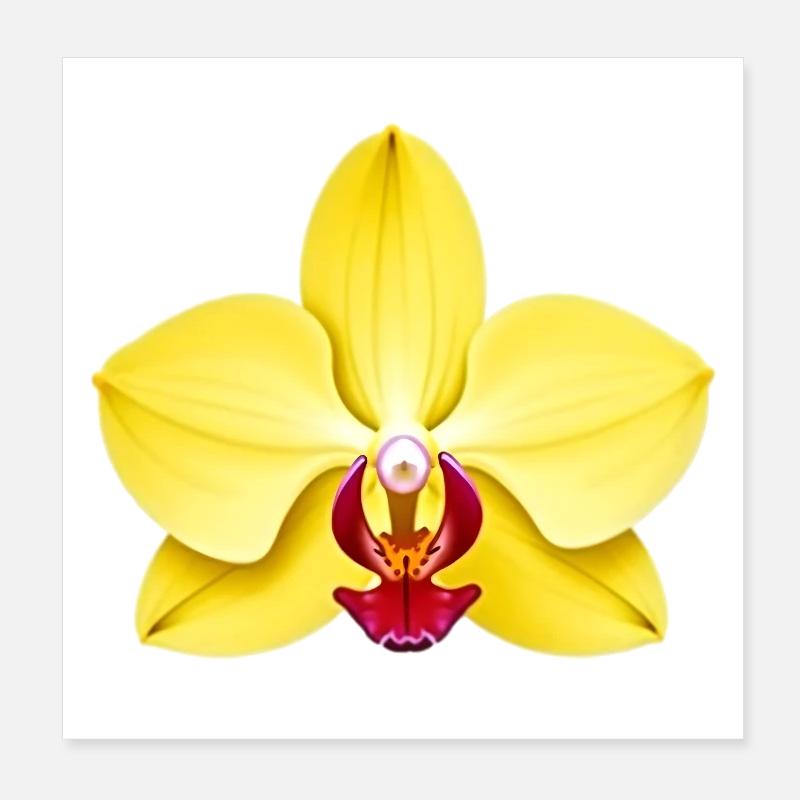 orchidée - Poster 20 x 20 cm - blanc