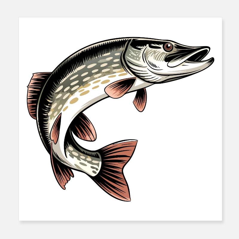 Raubfisch Hecht Poster 20x20 cm