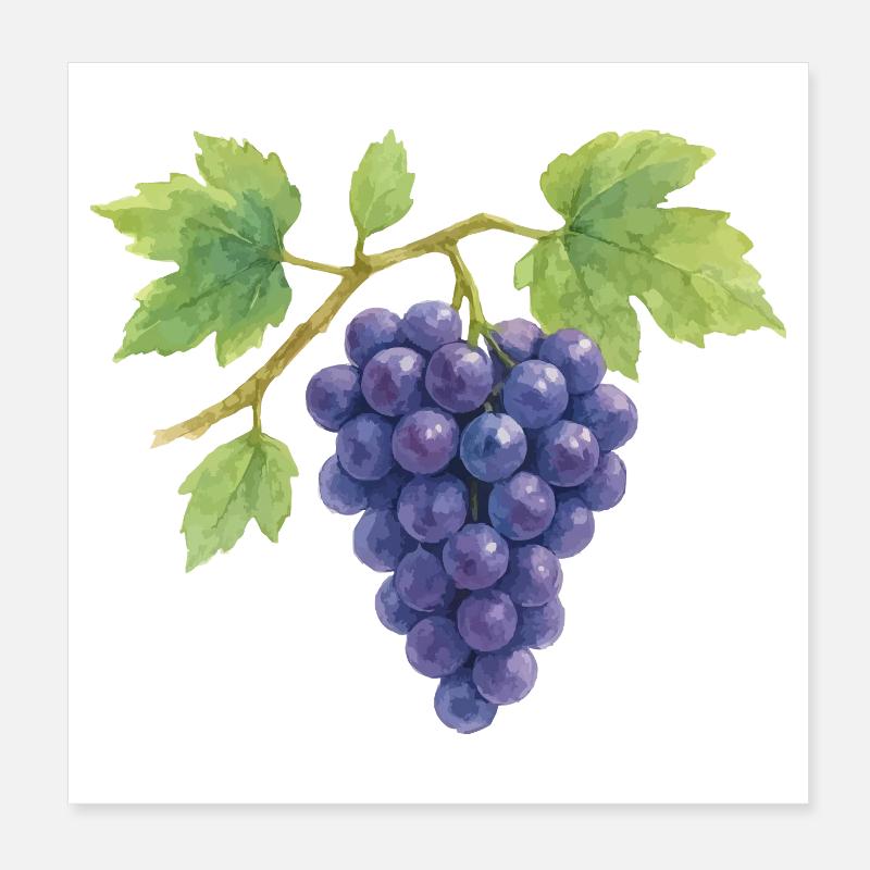 Illustration aquarelle de raisins Poster 20 x 20 cm