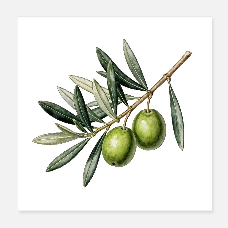 Botanischer Olivenzweig Poster 20x20 cm