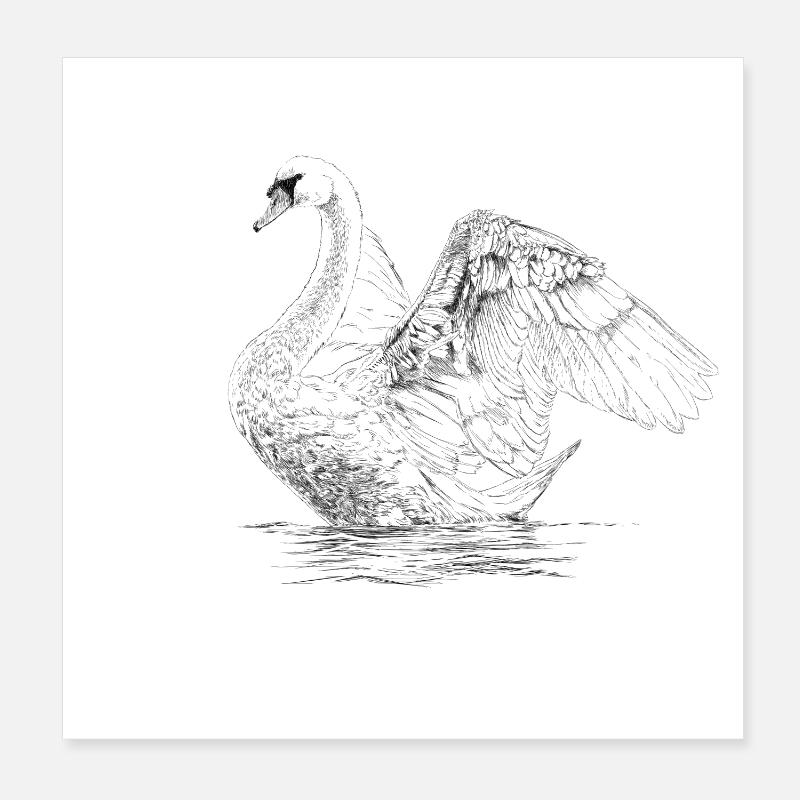 Schwan Poster 20x20 cm