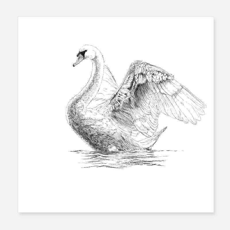 Swan Poster 20 x 20 cm